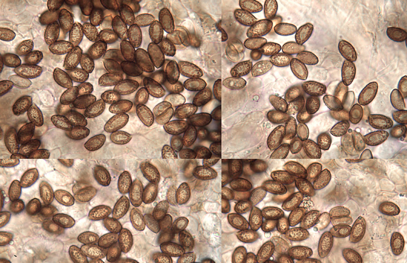 Cortinarius diabolicorigens spory